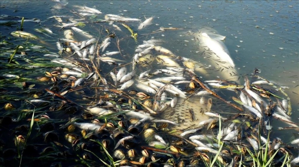 Un posible vertido causa la muerte de miles de peces en el Guadiana